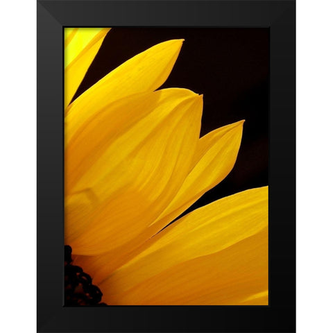 Sunflowers X Black Modern Wood Framed Art Print by Burkhart, Monika