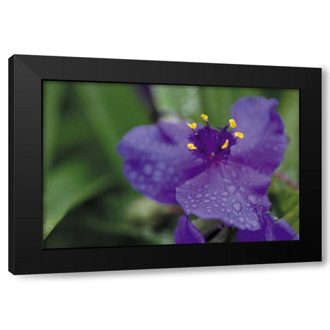 Summer Bloom II Black Modern Wood Framed Art Print with Double Matting by Berzel, Erin