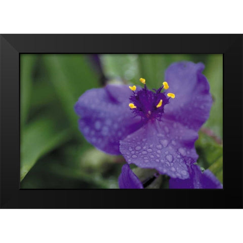 Summer Bloom II Black Modern Wood Framed Art Print by Berzel, Erin