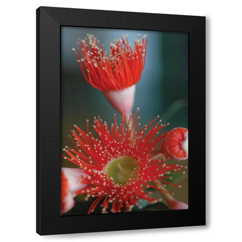 Summer Bloom XII Black Modern Wood Framed Art Print by Berzel, Erin