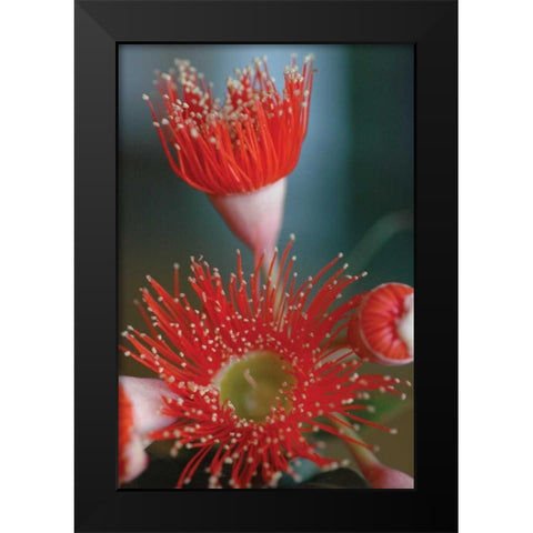 Summer Bloom XII Black Modern Wood Framed Art Print by Berzel, Erin
