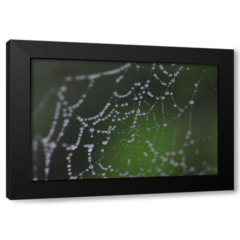 Dewy Web I Black Modern Wood Framed Art Print with Double Matting by Berzel, Erin