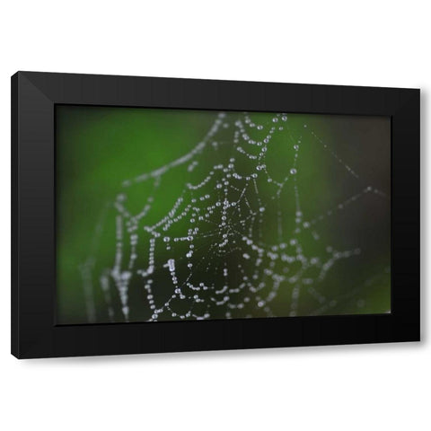 Dewy Web II Black Modern Wood Framed Art Print with Double Matting by Berzel, Erin