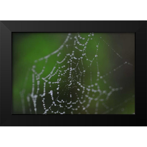 Dewy Web II Black Modern Wood Framed Art Print by Berzel, Erin