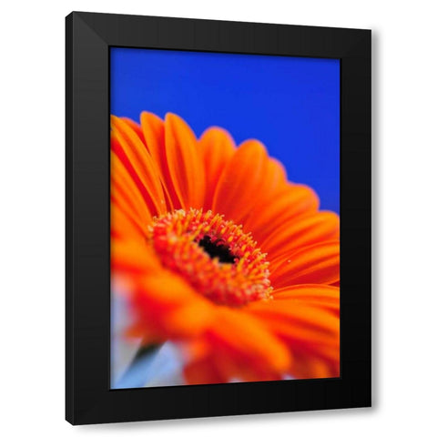 Compliments II Black Modern Wood Framed Art Print with Double Matting by Berzel, Erin