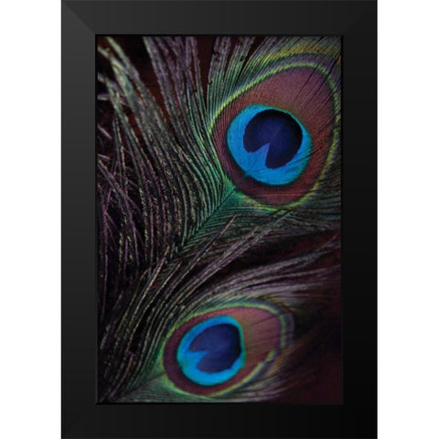 Peacock Feathers I Black Modern Wood Framed Art Print by Berzel, Erin
