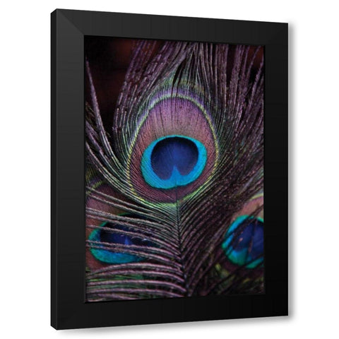 Peacock Feathers II Black Modern Wood Framed Art Print with Double Matting by Berzel, Erin