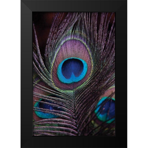 Peacock Feathers II Black Modern Wood Framed Art Print by Berzel, Erin