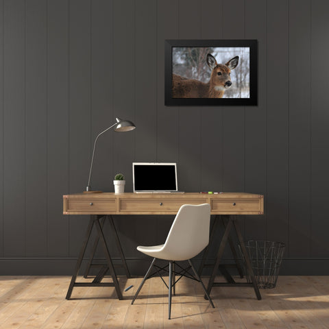 Winter Doe II Black Modern Wood Framed Art Print by Berzel, Erin