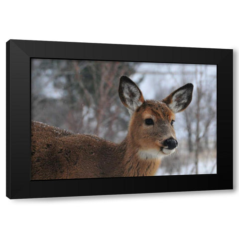 Winter Doe II Black Modern Wood Framed Art Print with Double Matting by Berzel, Erin