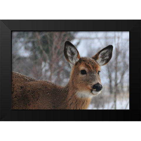 Winter Doe II Black Modern Wood Framed Art Print by Berzel, Erin