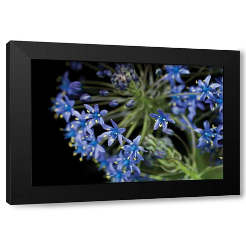 Purple Blossoms Black Modern Wood Framed Art Print with Double Matting by Berzel, Erin