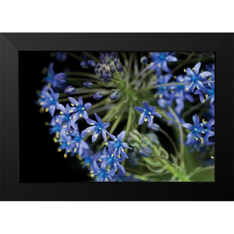 Purple Blossoms Black Modern Wood Framed Art Print by Berzel, Erin