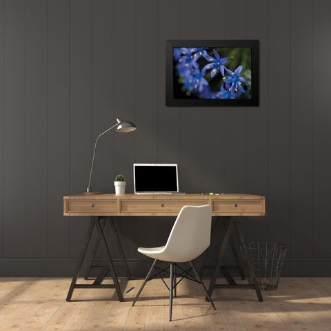 Purple Bloom Detail Black Modern Wood Framed Art Print by Berzel, Erin