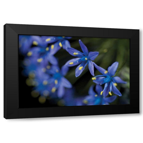 Purple Bloom Detail Black Modern Wood Framed Art Print with Double Matting by Berzel, Erin