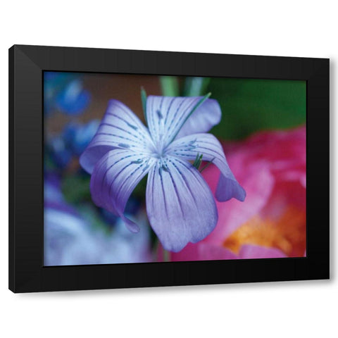 Delicate Flower I Black Modern Wood Framed Art Print with Double Matting by Berzel, Erin