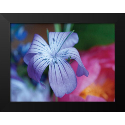 Delicate Flower I Black Modern Wood Framed Art Print by Berzel, Erin