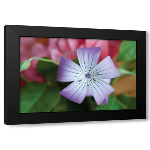 Delicate Flower II Black Modern Wood Framed Art Print with Double Matting by Berzel, Erin