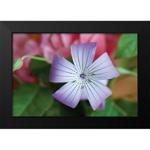 Delicate Flower II Black Modern Wood Framed Art Print by Berzel, Erin