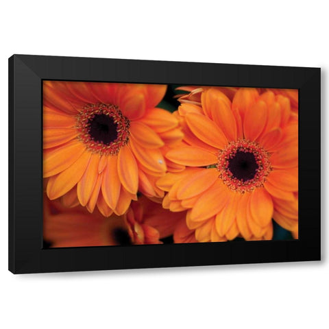 Orange Gerbera Daisies Black Modern Wood Framed Art Print with Double Matting by Berzel, Erin