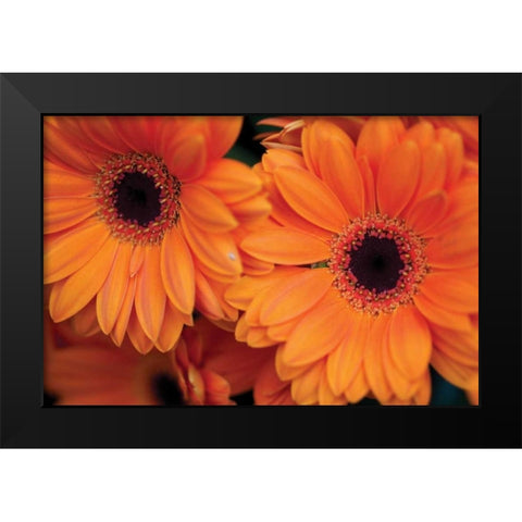 Orange Gerbera Daisies Black Modern Wood Framed Art Print by Berzel, Erin