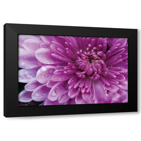 Purple Mum I Black Modern Wood Framed Art Print with Double Matting by Berzel, Erin