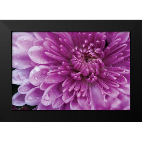 Purple Mum I Black Modern Wood Framed Art Print by Berzel, Erin
