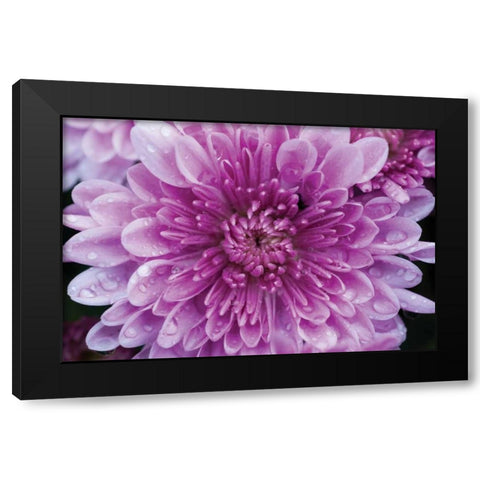 Purple Mum II Black Modern Wood Framed Art Print by Berzel, Erin