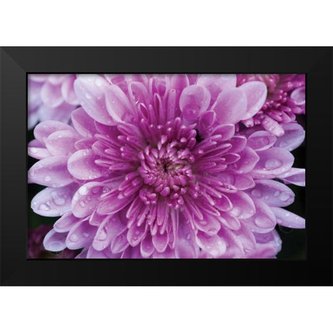 Purple Mum II Black Modern Wood Framed Art Print by Berzel, Erin