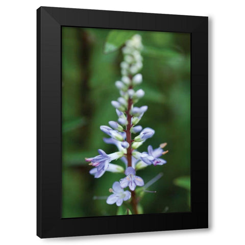 In the Garden I Black Modern Wood Framed Art Print with Double Matting by Berzel, Erin