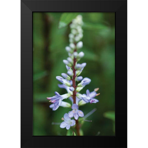 In the Garden I Black Modern Wood Framed Art Print by Berzel, Erin
