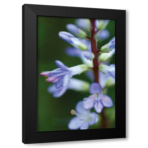 In the Garden II Black Modern Wood Framed Art Print with Double Matting by Berzel, Erin