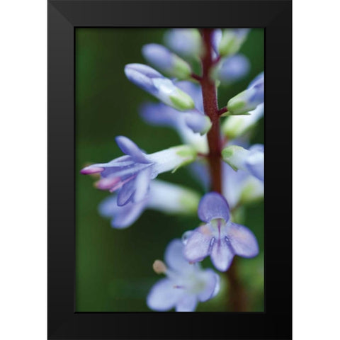 In the Garden II Black Modern Wood Framed Art Print by Berzel, Erin