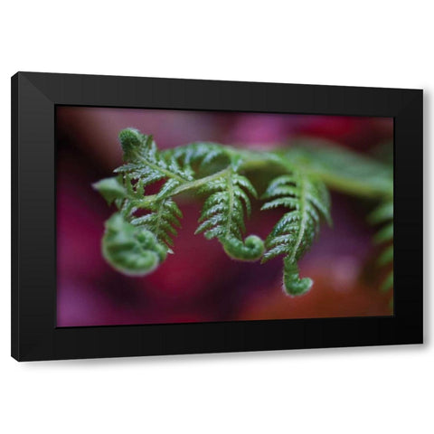 Fern Detail II Black Modern Wood Framed Art Print with Double Matting by Berzel, Erin