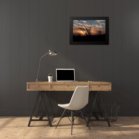 Ocotillo Cactus I Black Modern Wood Framed Art Print by Berzel, Erin