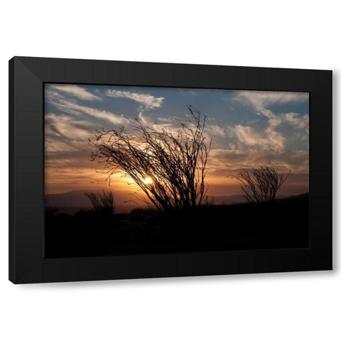 Ocotillo Cactus I Black Modern Wood Framed Art Print by Berzel, Erin