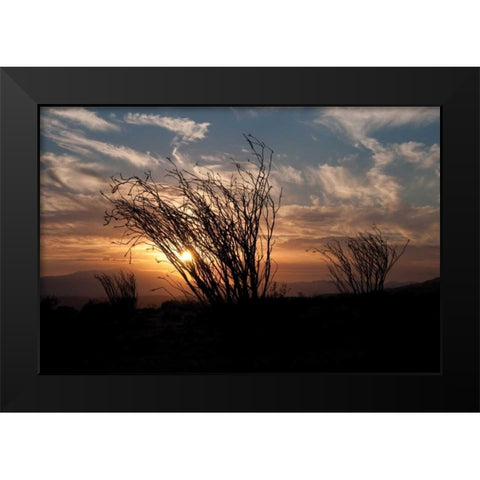 Ocotillo Cactus I Black Modern Wood Framed Art Print by Berzel, Erin