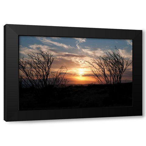 Ocotillo Cactus II Black Modern Wood Framed Art Print with Double Matting by Berzel, Erin