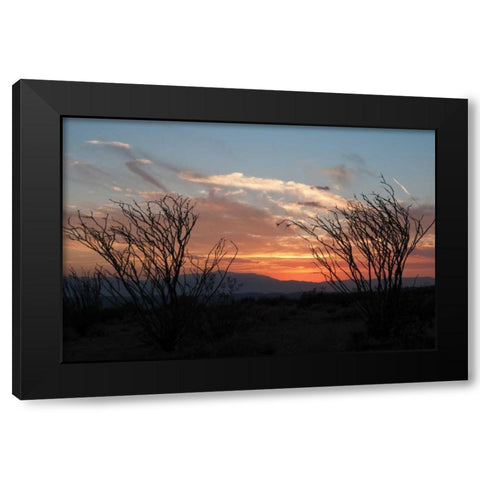Ocotillo Cactus III Black Modern Wood Framed Art Print by Berzel, Erin