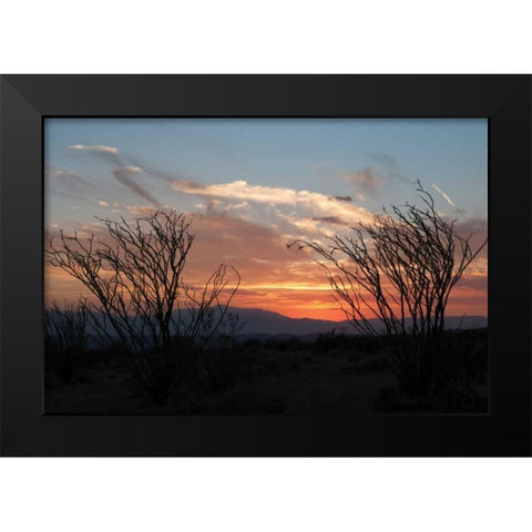 Ocotillo Cactus III Black Modern Wood Framed Art Print by Berzel, Erin