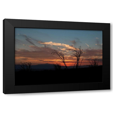 Ocotillo Cactus IV Black Modern Wood Framed Art Print by Berzel, Erin