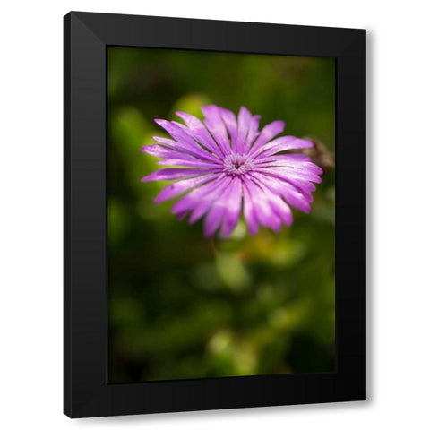 Purple Blossom Black Modern Wood Framed Art Print by Berzel, Erin