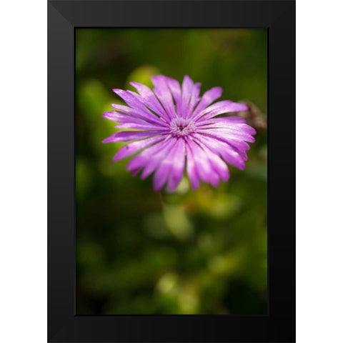Purple Blossom Black Modern Wood Framed Art Print by Berzel, Erin