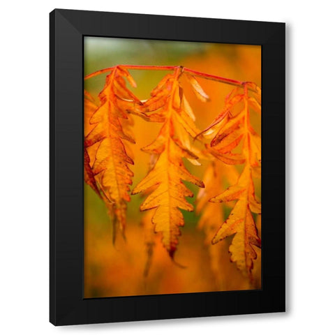 Fall Leaves I Black Modern Wood Framed Art Print with Double Matting by Berzel, Erin