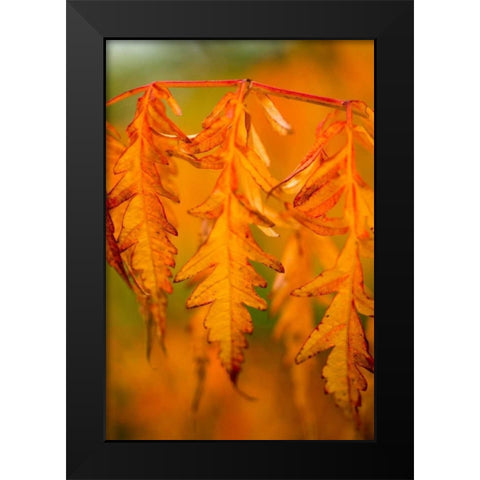 Fall Leaves I Black Modern Wood Framed Art Print by Berzel, Erin