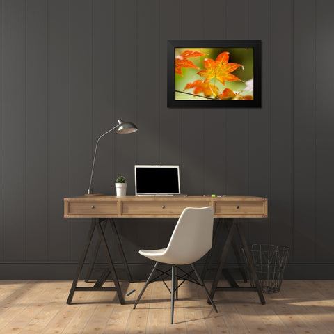 Fall Leaves III Black Modern Wood Framed Art Print by Berzel, Erin