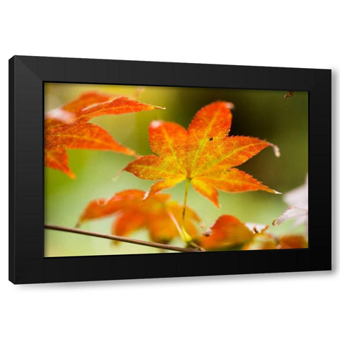 Fall Leaves III Black Modern Wood Framed Art Print with Double Matting by Berzel, Erin