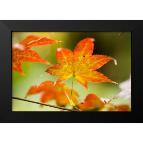 Fall Leaves III Black Modern Wood Framed Art Print by Berzel, Erin