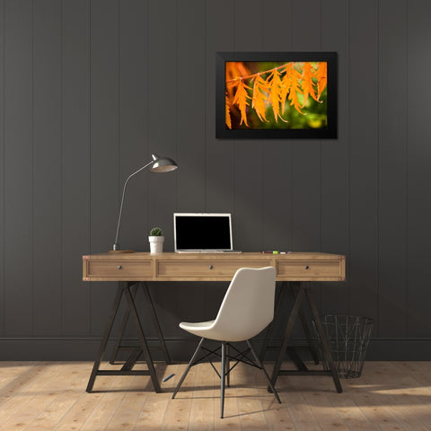 Fall Leaves IV Black Modern Wood Framed Art Print by Berzel, Erin