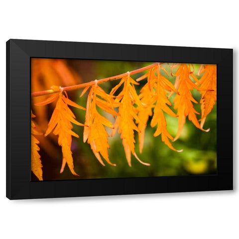 Fall Leaves IV Black Modern Wood Framed Art Print with Double Matting by Berzel, Erin